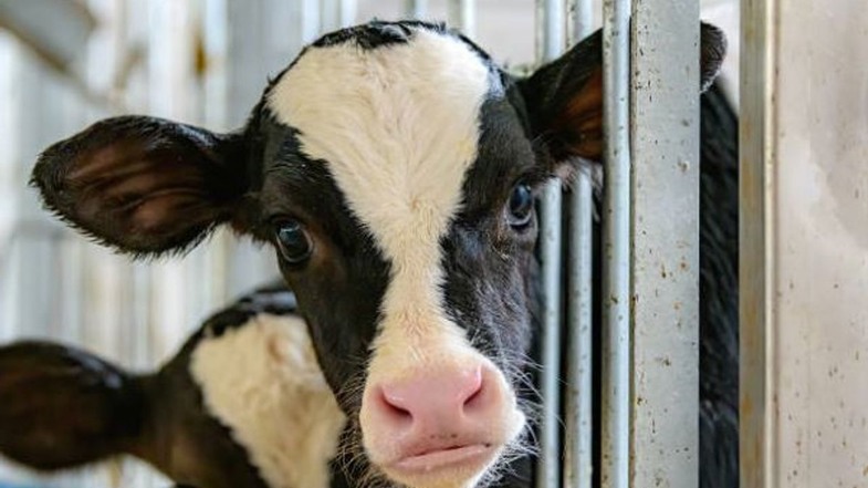 Bulaşma Yolları ve Risk Faktörleri