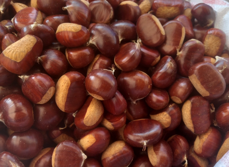 Kestane ve fesleğen mantarı satışa sunuldu