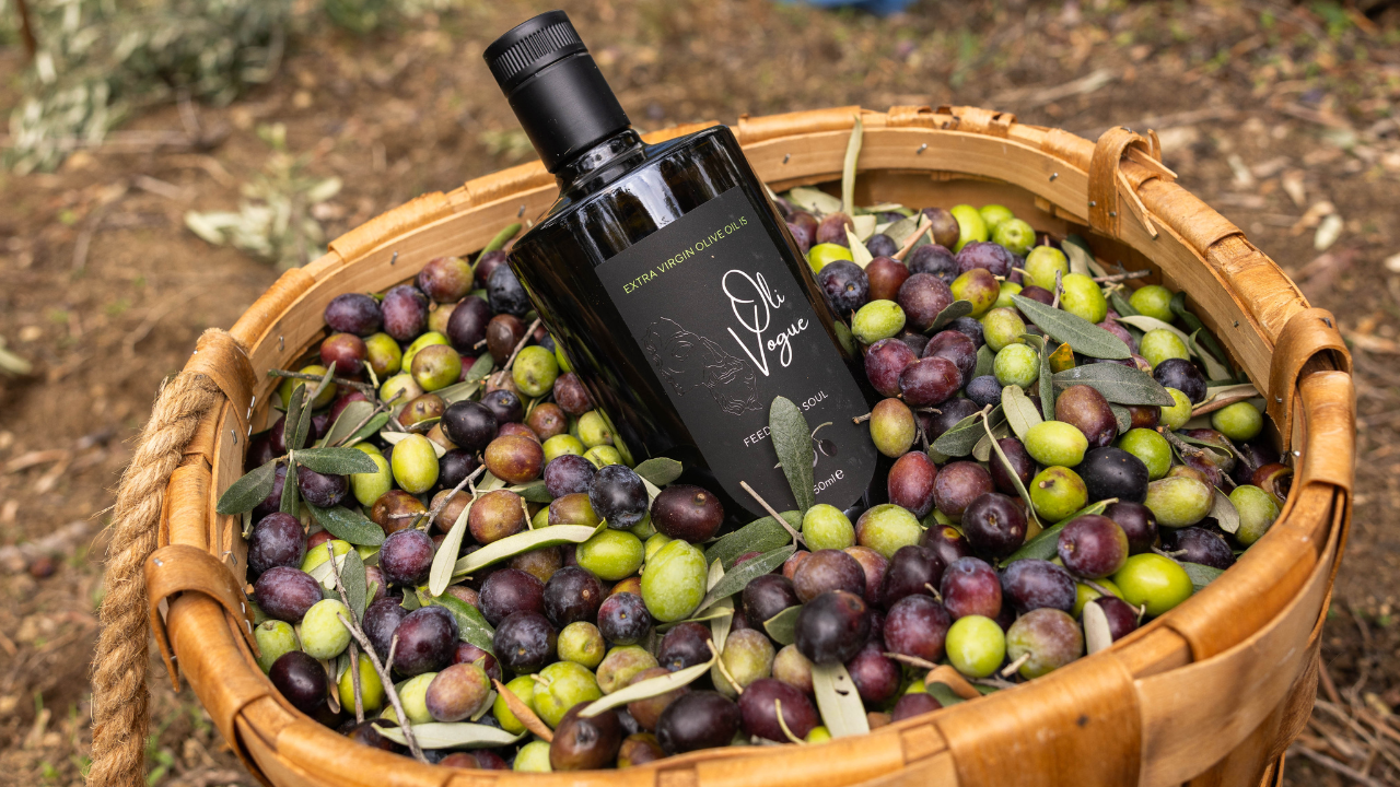 Boğazı Yakan Şifa: Yüksek Polifenollü Zeytinyağı Neden "Gençlik İksiri" Olarak Anılıyor?