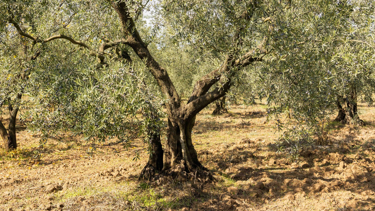 Boğazı Yakan Şifa: Yüksek Polifenollü Zeytinyağı Neden "Gençlik İksiri" Olarak Anılıyor?