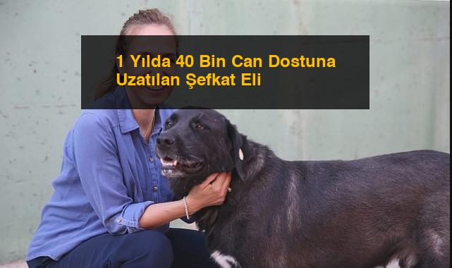 1 Yılda 40 Bin Can Dostuna Uzatılan Şefkat Eli