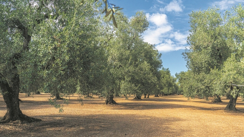 Zeytin Ağacının Tarihsel ve Kültürel Önemi