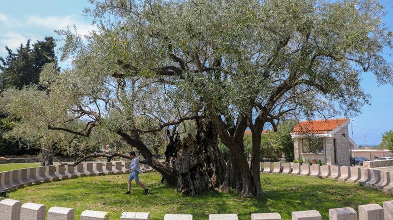 Ekonomik ve Çevresel Katkılar