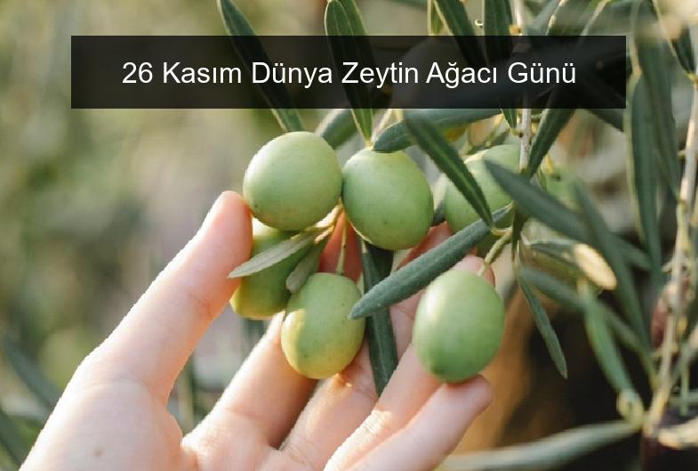 26 Kasım Dünya Zeytin Ağacı Günü