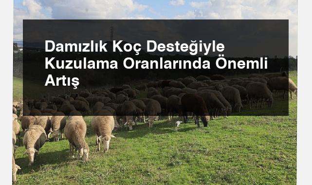 Damızlık Koç Desteğiyle Kuzulama Oranlarında Önemli Artış