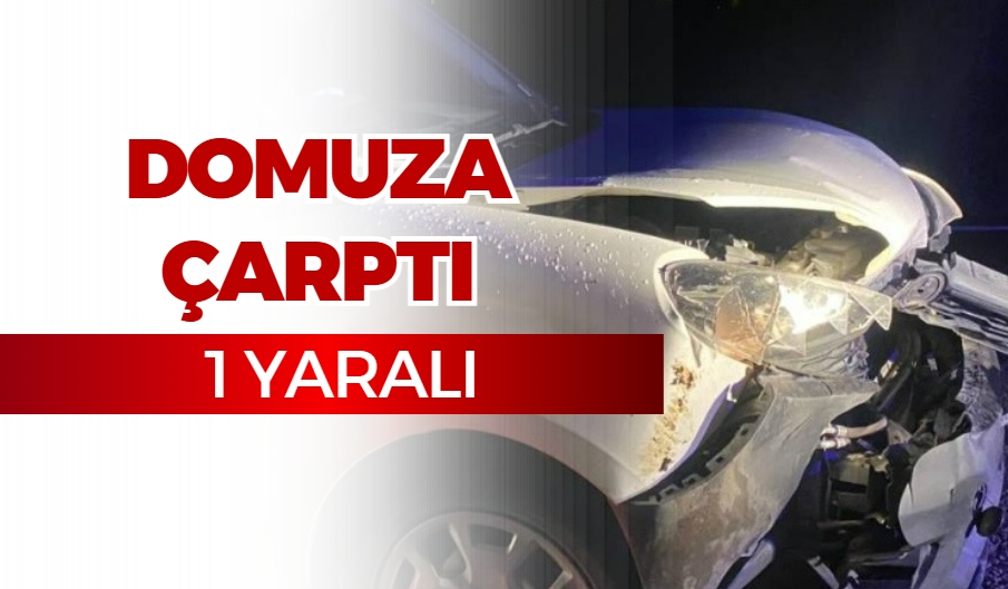 Sinop’ta Hafif Ticari Araç Domuz Sürüsüne Çarptı