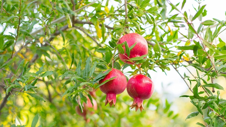 Nardugan Bayramı'nın Kökeni ve Anlamı