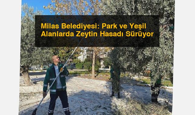 Milas Belediyesi: Park ve Yeşil Alanlarda Zeytin Hasadı Sürüyor
