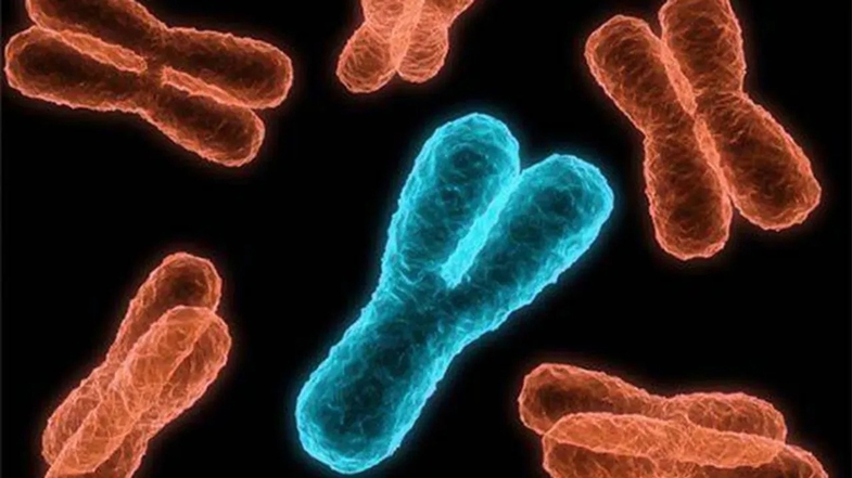 Y Kromozomunun Temel İşlevleri