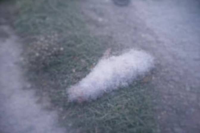 Sinop’ta Yol Kenarında Bulunan Köpek Cesedi Kamuoyunda Tepki Yarattı