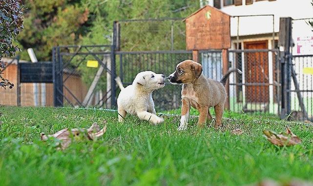 Osmangazi Belediyesi, Sokak Hayvanlarına Umut Olmaya Devam Ediyor