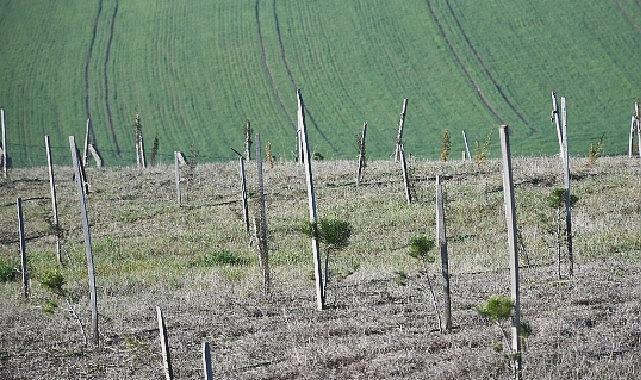 3 Yılda 7 Bin 761 Yeni Fidanla Doğa Yenileniyor
