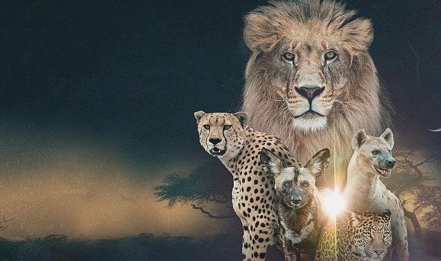 Vahşi Krallık: Klanların Çarpışması, 22 Şubat Pazar 20.00’de National Geographic WILD’da İki Bölüm Birden