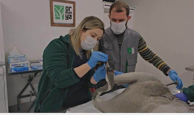 Ormanda Hayata Tutunan Yaralı Turna