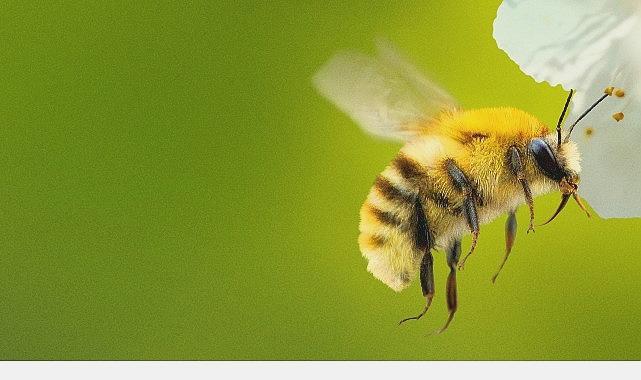 Arıların Gizemli Dünyası: National Geographic WILD’de 7 Nisan’da İki Bölüm Birden