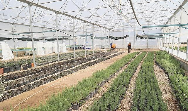 Büyükşehirden Alanya’nın Coğrafi İşaretli Keçiboynuzuna Özel Destek