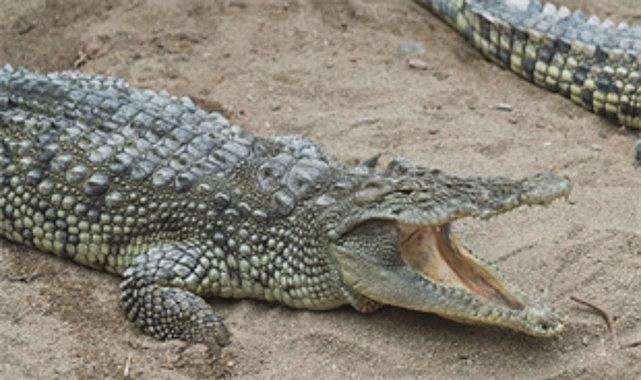 Büyükşehirden Miniklere Bayramda Özel Hediye