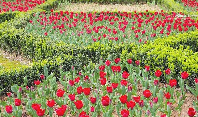 İstanbul’da Lale Bayramı: 11-12 Nisan’da Renklerin Şöleni