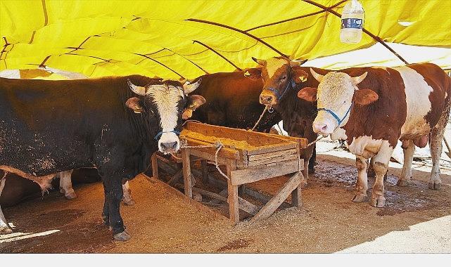 Keçiörende Kurban Satış Alanı İçin Başvurular Resmen Başladı