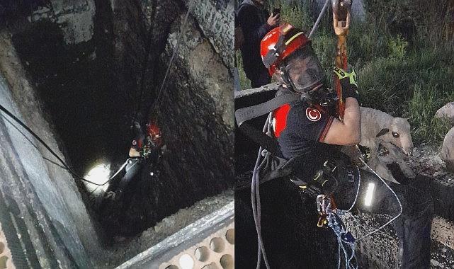 Kuyuya Düşen Kuzu İçin İtfaiyenin Heyecan Dolu Kurtarma Operasyonu