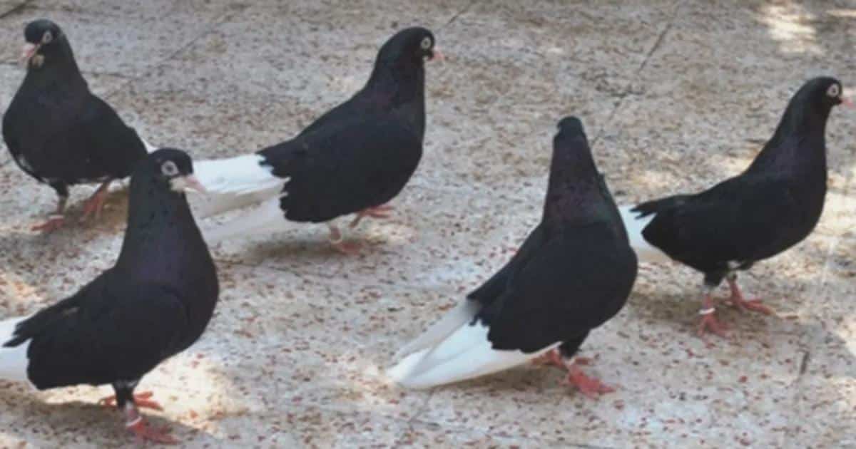 Bursa Oynar Güvercini Neden Bu Kadar Bedelli?