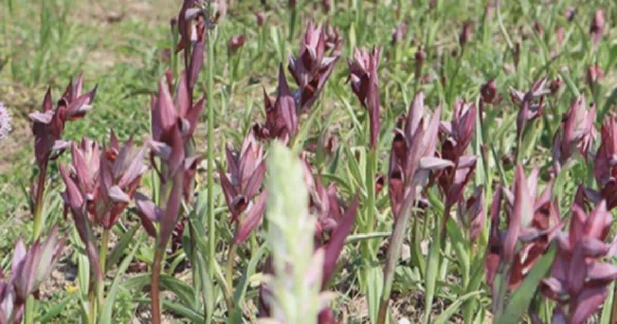 Tescillenen Birinci Yerli Salep Çeşitleriyle Randıman 4 Kata Kadar Artacak