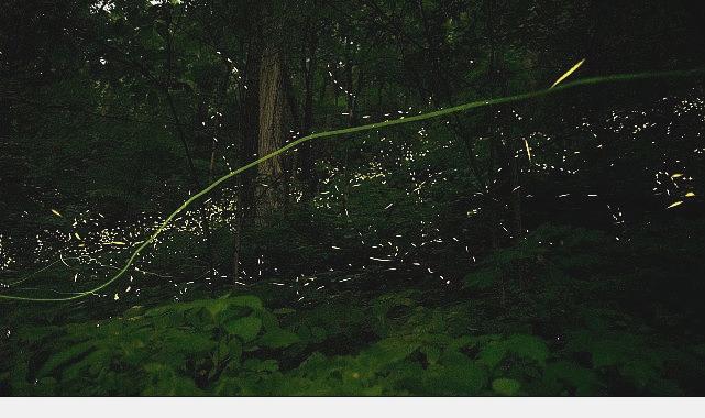 ‘Doğanın Işıltısı’, 7 Haziran Pazar Saat 20.00’de National Geographic WILD Ekranlarında İzleyicilerle Buluşuyor!