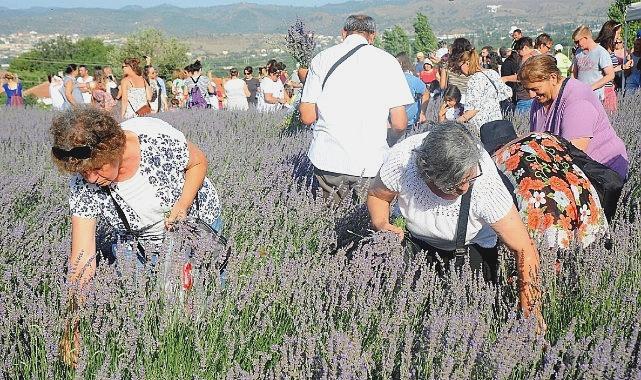 Lavanta Hasat Şenliği için geri sayım başladı